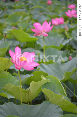ハスの花 16520397