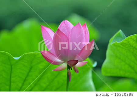はすの花 16520399