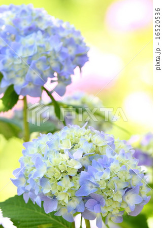 紫陽花 紫陽花 16520536