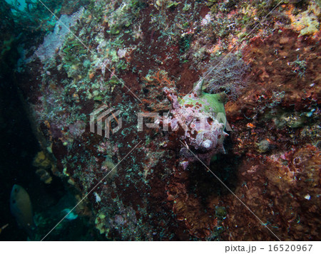 海中のサザエ 海中のサザエ 16520967