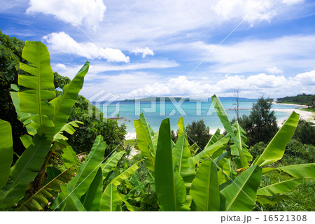沖縄の海 16521308