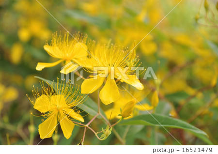 ビヨウヤナギ 16521479