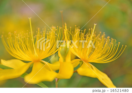 ビヨウヤナギ ビヨウヤナギ 16521480