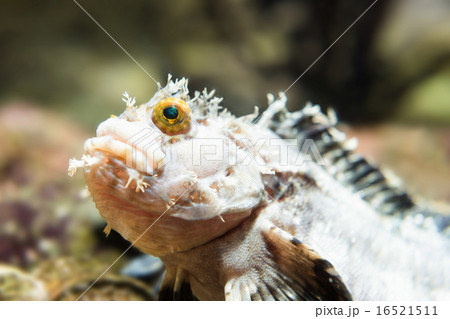 フサギンポ 16521511