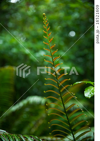やんばるの森・ヒリュウシダの新芽 やんばるの森・ヒリュウシダの新芽 16521609