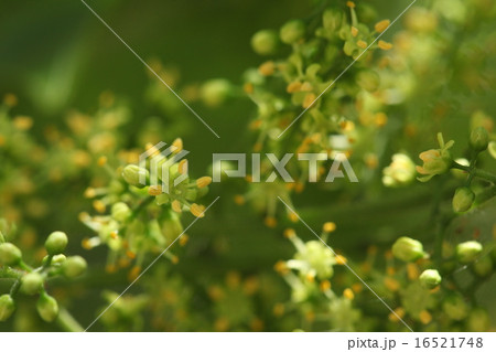 自然　植物　ハゼノキ、雌雄異株でこれは雄花です。黄色い雄しべが目立ちます 16521748