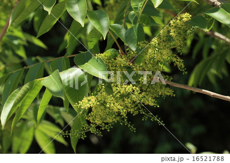 自然　植物　ハゼノキ、雌雄異株でこれは雄花です。小さい花が房になっていっぱいついています 16521788