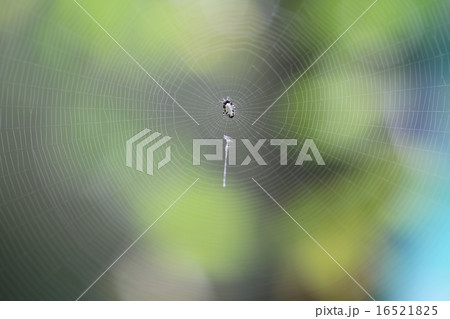 クモと蜘蛛の巣 16521825