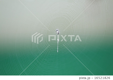 クモと蜘蛛の巣 16521826