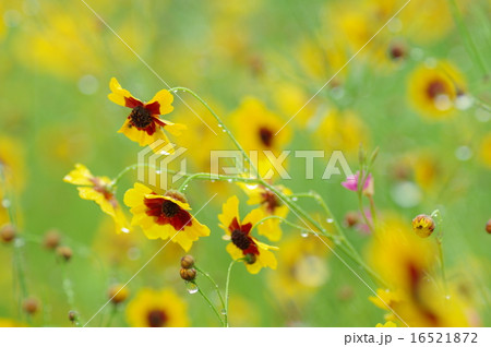 ハルシャギク 16521872