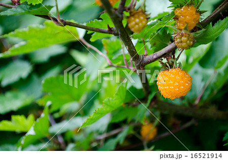 モミジイチゴ 16521914