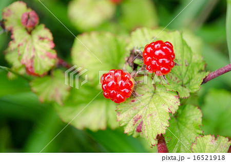 ニガイチゴ ニガイチゴ 16521918