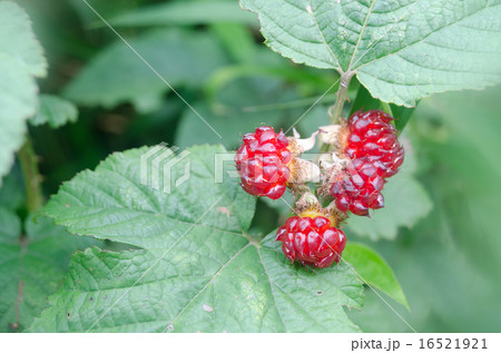 クマイチゴ 16521921