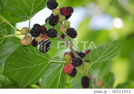 クワの実 16521933