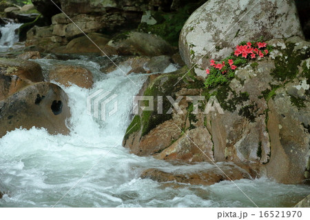 小滝と岩ツツジ 16521970