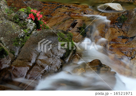 渓流の岩ツツジ 16521971