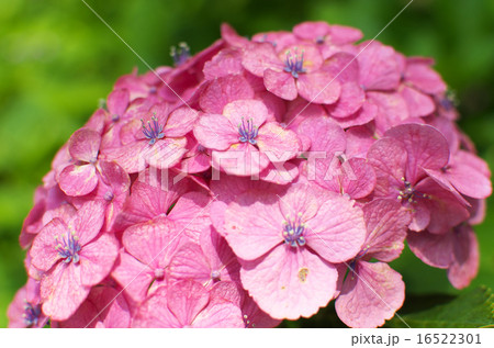 紫陽花・赤 16522301