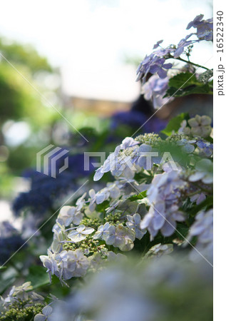 岳紫陽花 16522340