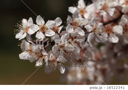 自然 植物 ベニバスモモ、別名アカバザクラ。葉が年中赤いのでついた名前かと思いますが花もきれいです③ 自然 植物 ベニバスモモ、別名アカバザクラ。葉が年中赤いのでついた名前かと思いますが花もきれいです③ 16522341
