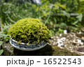 苔玉 苔玉 16522543