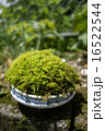 苔玉 苔玉 16522544