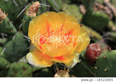 ウチワサボテンの花の写真素材
