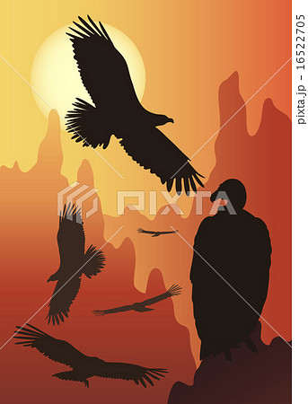 wild birds in the wild nature wild birds in the wild nature 16522705