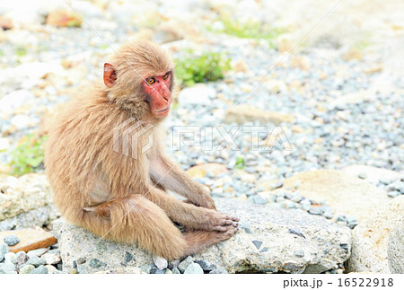 猿、ニホンザル、波勝崎モンキーベイ 16522918
