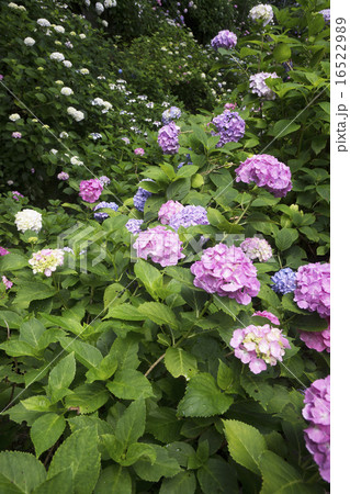 矢田寺 紫陽花咲く頃 矢田寺 紫陽花咲く頃 16522989
