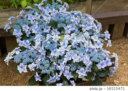 神戸市森林植物園のコンペイトウという名のアジサイ 西洋アジサイ の写真素材 神戸市森林植物園のコンペイトウという名のアジサイ 西洋アジサイ の写真素材
