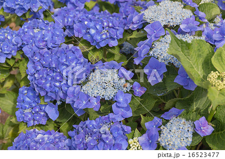 神戸市森林植物園のマリンブルーという名のアジサイの写真素材