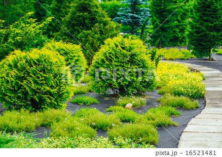 Beautiful Alley In Park. Garden Landscaping Design Beautiful Alley In Park. Garden Landscaping Design 16523481