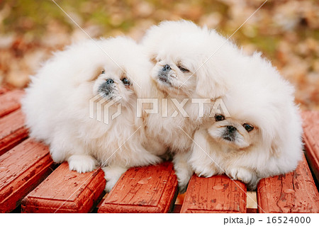 Three White Puppies Pekingese Pekinese Peke Whelps Puppy Dog 16524000