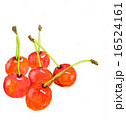さくらんぼ 16524161