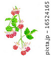 キイチゴ 16524165