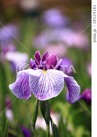 花菖蒲3 16524181