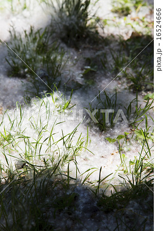 ポプラの綿毛 ポプラの綿毛 16524666