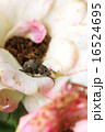 ミニバラとコフキゾウムシ 16524695