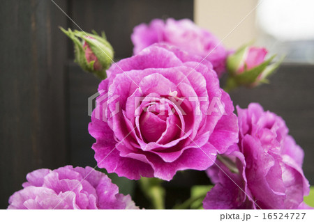 バラ ミステリューズ バラ ミステリューズ 16524727