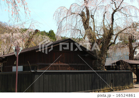 角館の桜 16524861