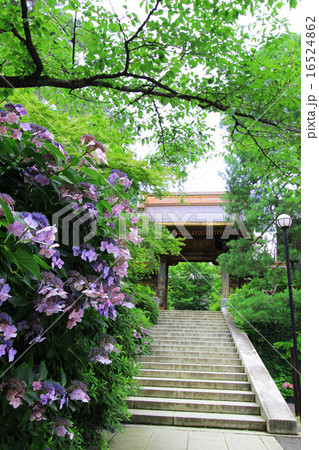 高幡不動と紫陽花 16524862