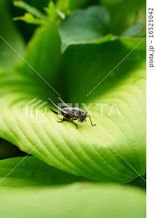 ヒメギスくん。 ヒメギスくん。 16525042