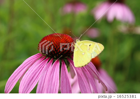 エキナセアと蝶 16525381