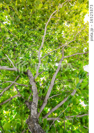 Green forest with sunlight 16525873