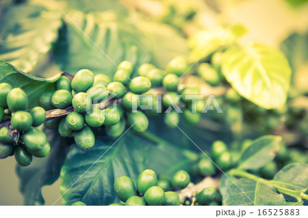 Coffee beans on the branch ( Filtered image processed vintage e 16525883