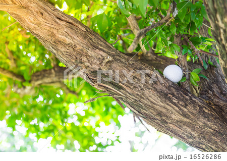 Golf ball in tree 16526286