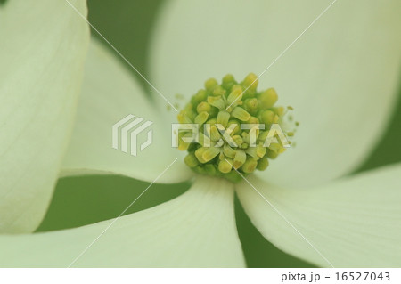 自然 植物 ヤマボウシ 白い花びらに見えるところは蕾を包んでいた葉で本当の花は真ん中の黄色い部分ですの写真素材