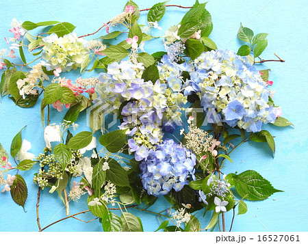花模様 紫陽花 花模様 紫陽花 16527061