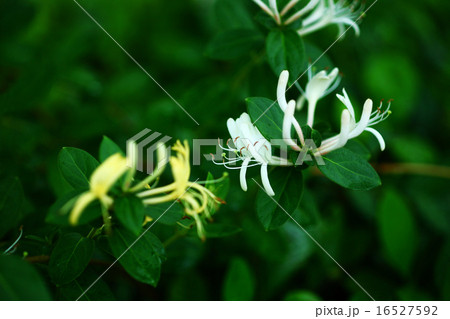 スイカズラの花咲く 16527592