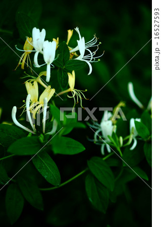 スイカズラの花咲く 16527593